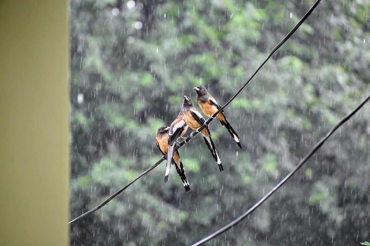 Rufous Treepie - Digvijay Pattnaik