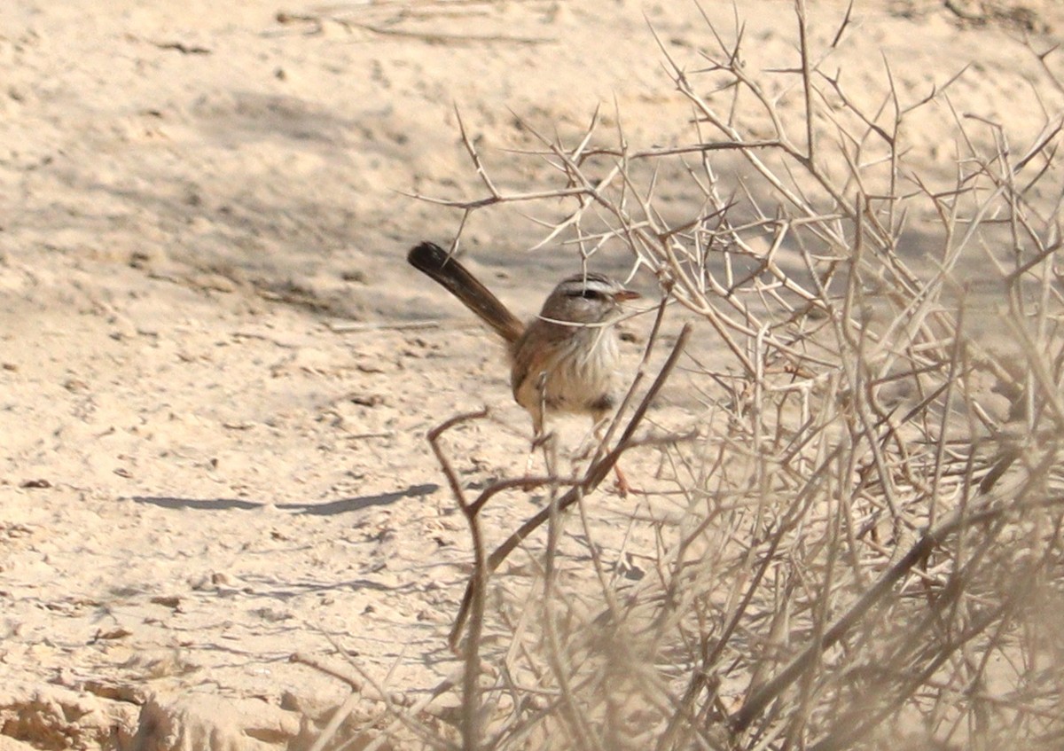 Scrub Warbler - Ismael Khalifa