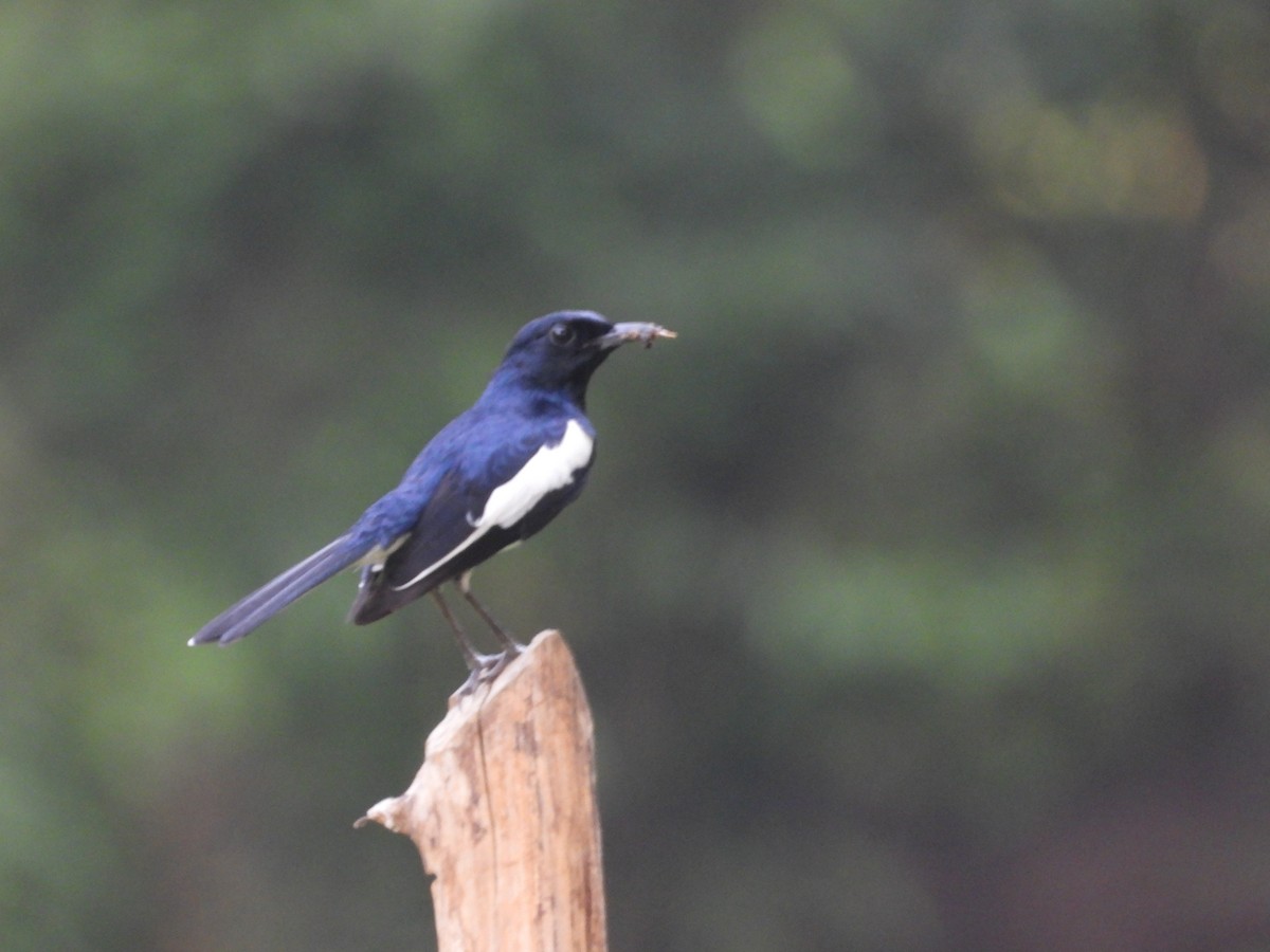 Oriental Magpie-Robin - Digvijay Pattnaik