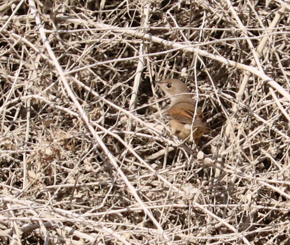 Greater Whitethroat - ML622798451