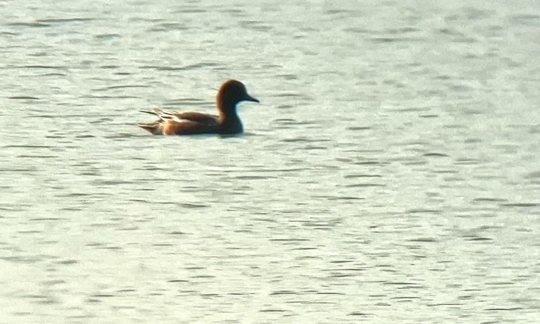 Eurasian Wigeon - Jakub Macháň