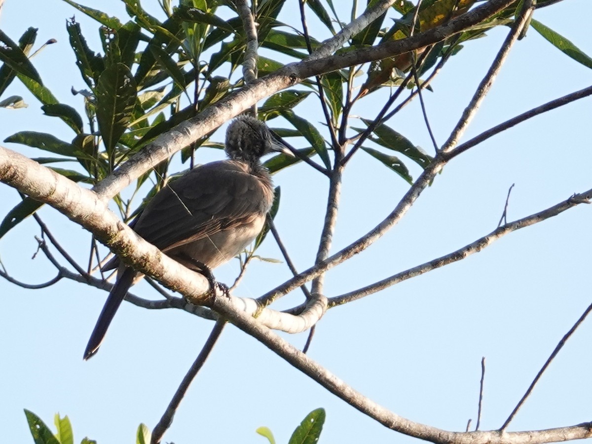 Helmeted Friarbird (Hornbill) - ML622798461