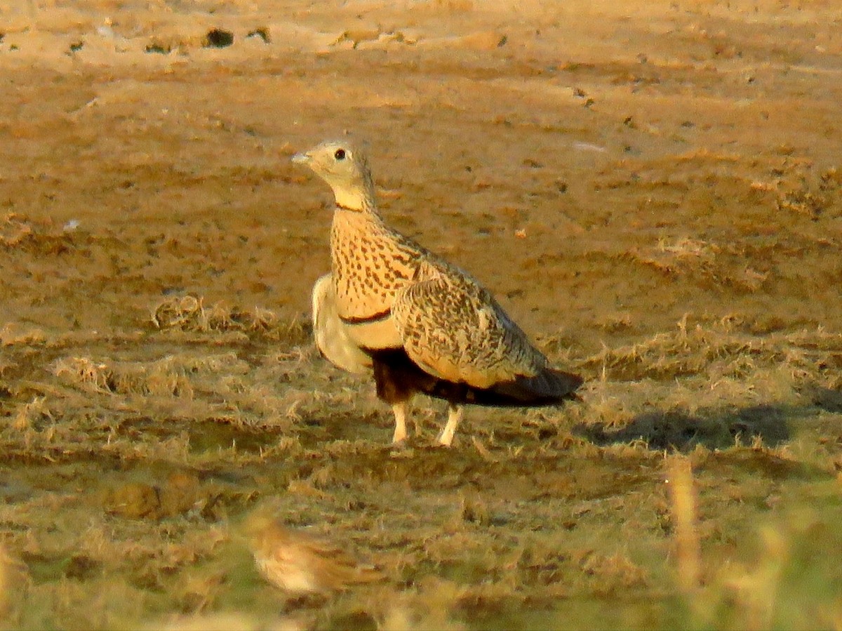 Black-bellied Sandgrouse - Amirmahdi Keykha