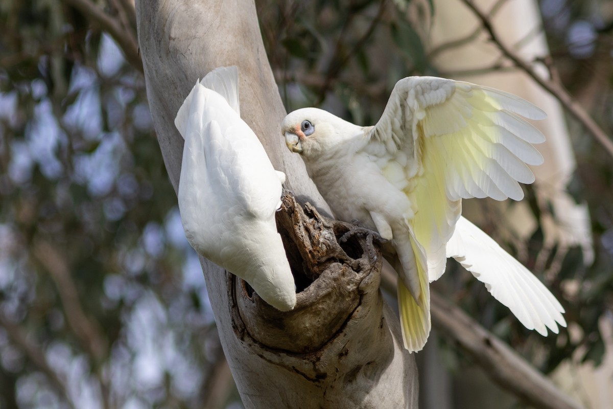 Little Corella - Greg McLachlan