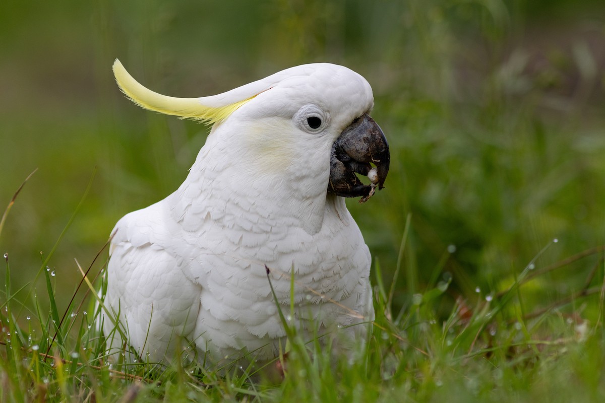 Sulphur-crested Cockatoo - Greg McLachlan