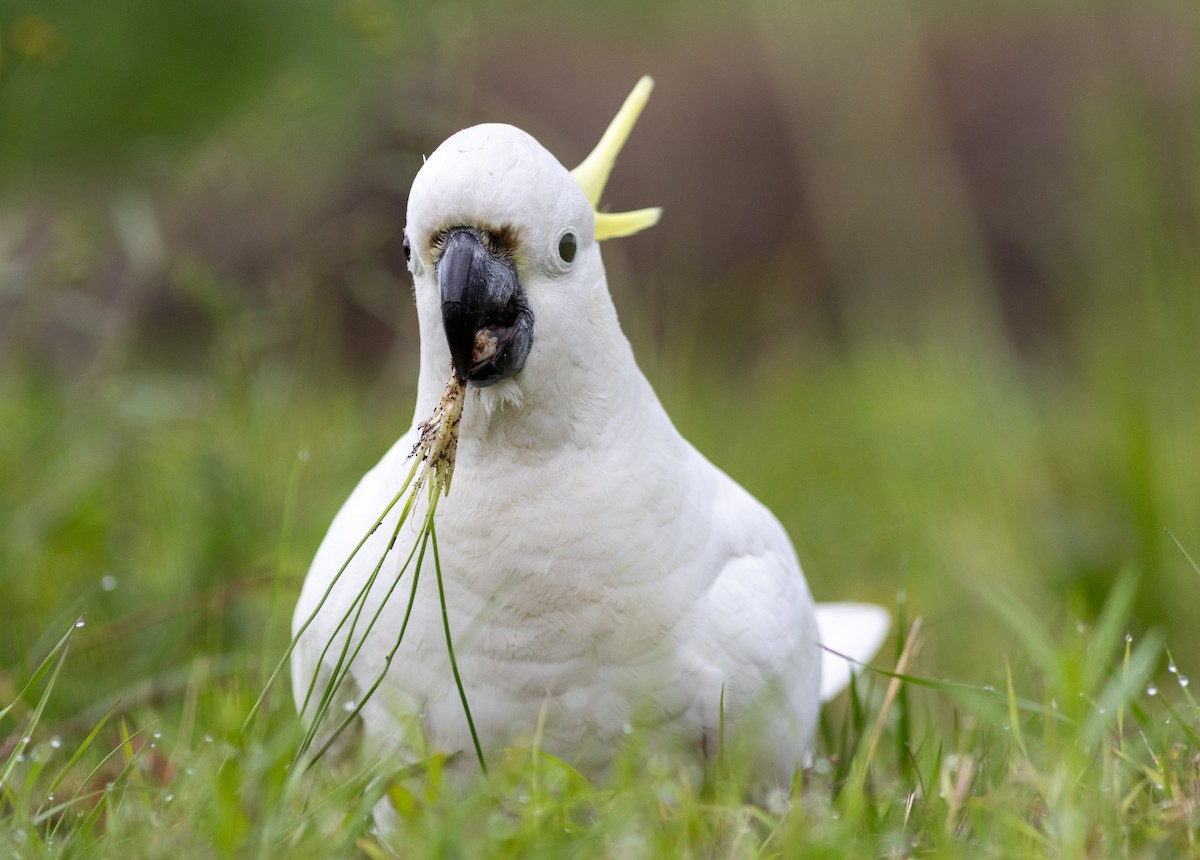 Sulphur-crested Cockatoo - Greg McLachlan