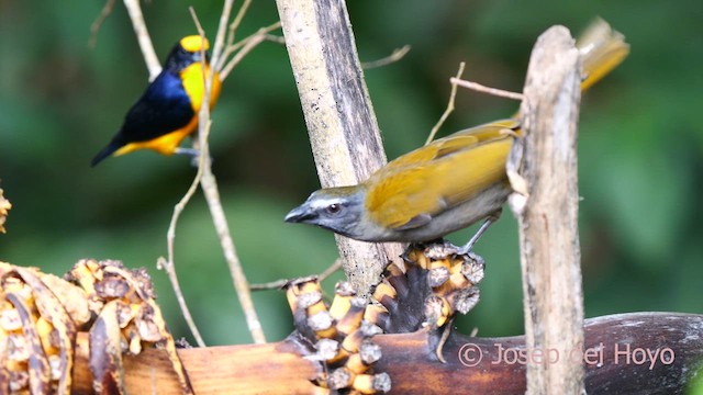 Buff-throated Saltator - ML622798560