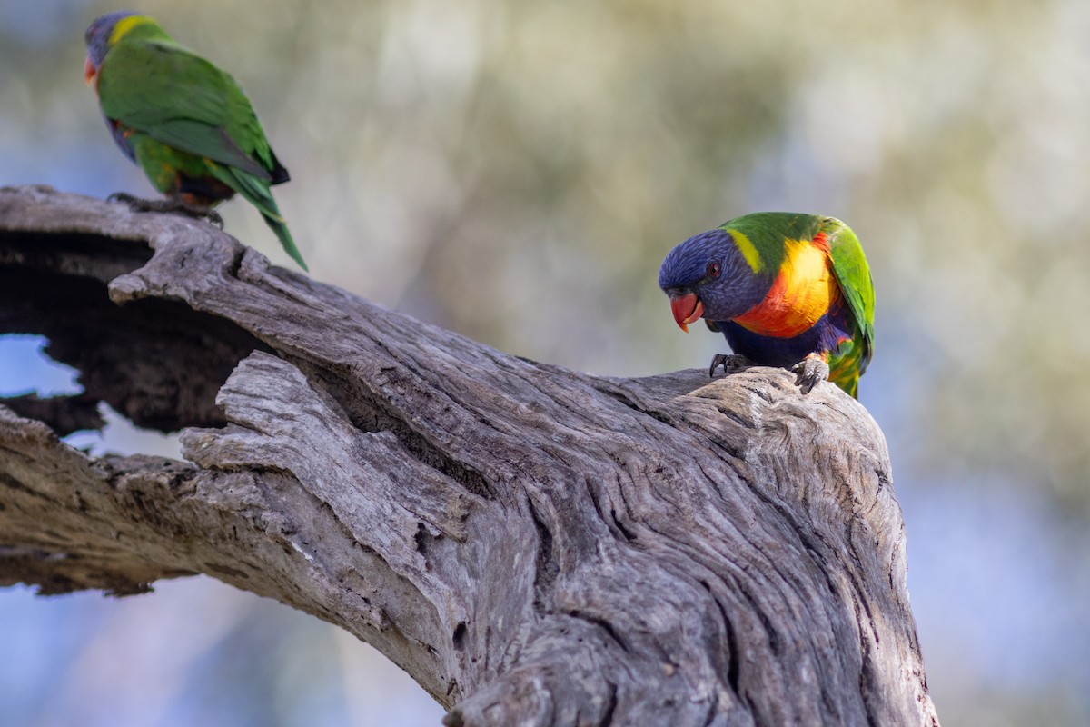 Rainbow Lorikeet - Greg McLachlan