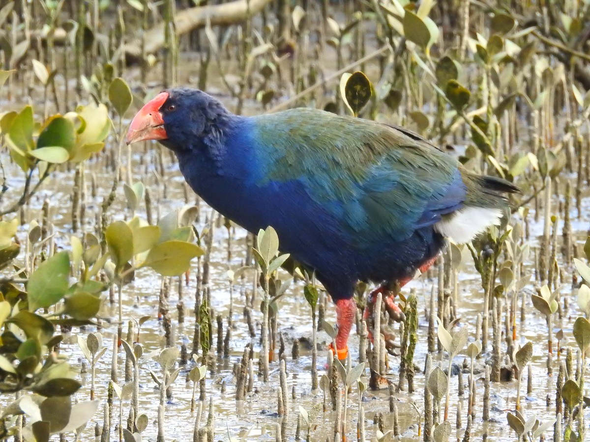 South Island Takahe - Trina Smith