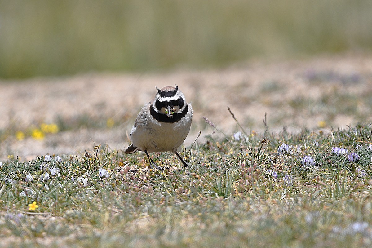 Horned Lark - Piyapong Chotipuntu