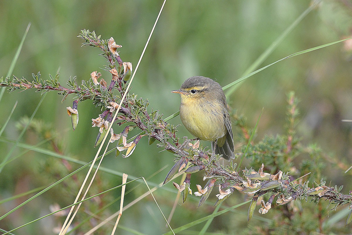 Mosquitero de Tickell/de Quinghai - ML622798596