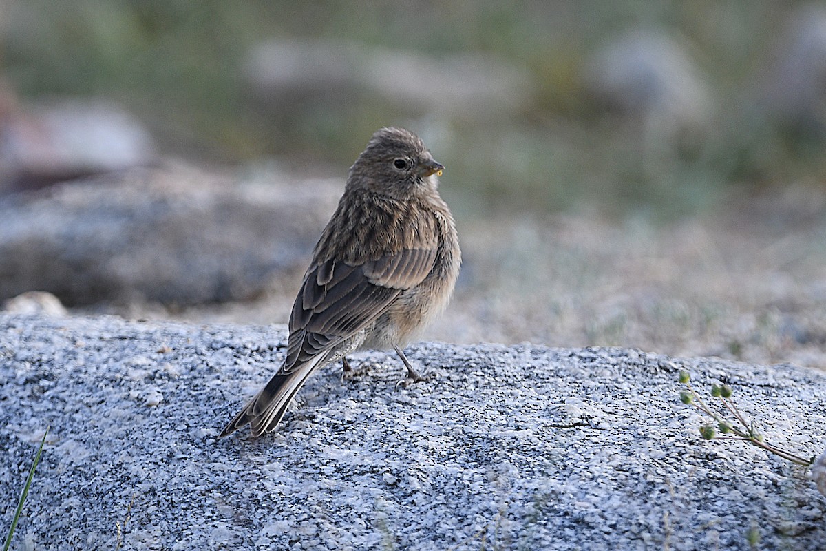 Pardillo Piquigualdo - ML622798636