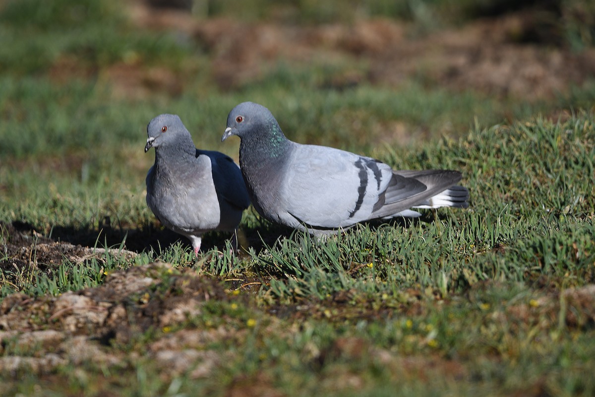 Hill Pigeon - ML622798656