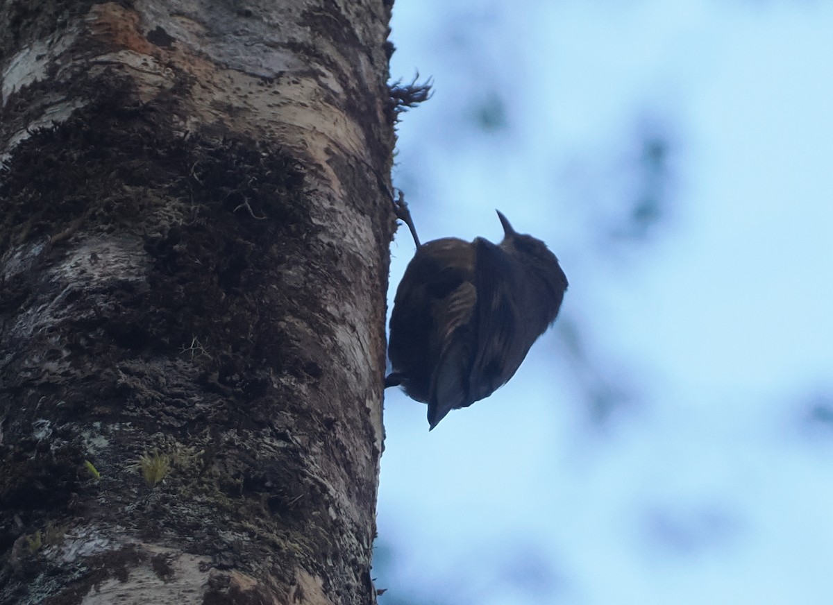Papuan Treecreeper - ML622798663