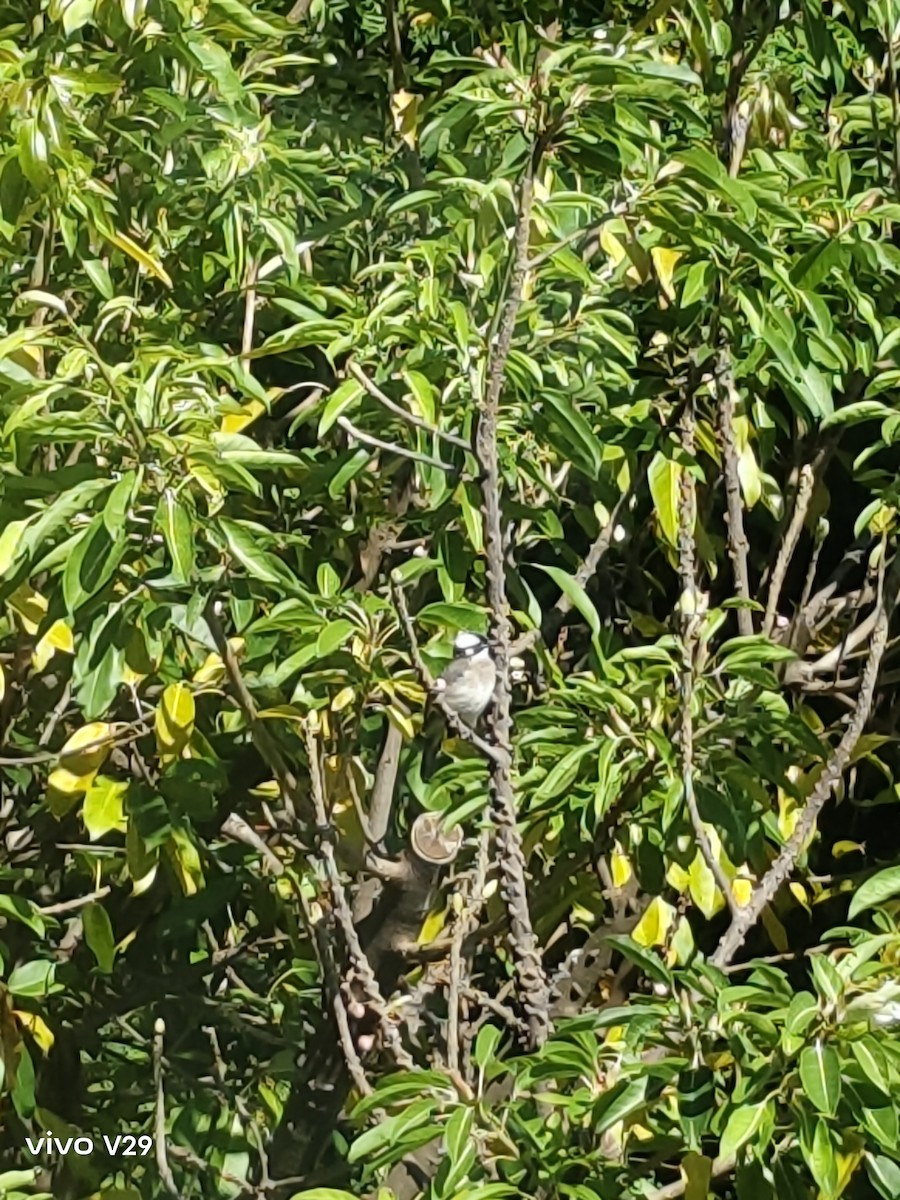 Light-vented Bulbul - ML622798669