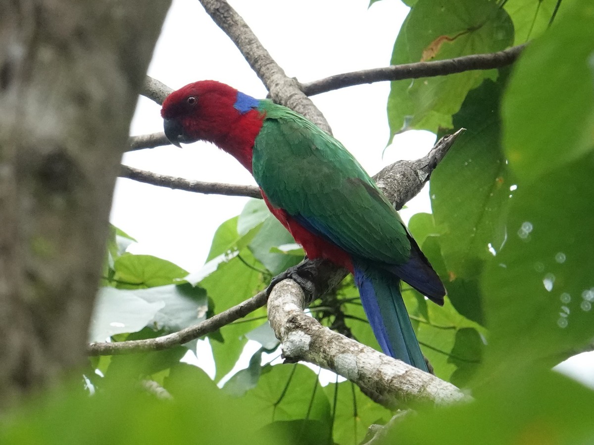 Crimson Shining-Parrot - Steve Kornfeld