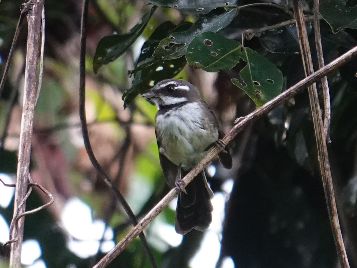 Kadavu Fantail - ML622798674