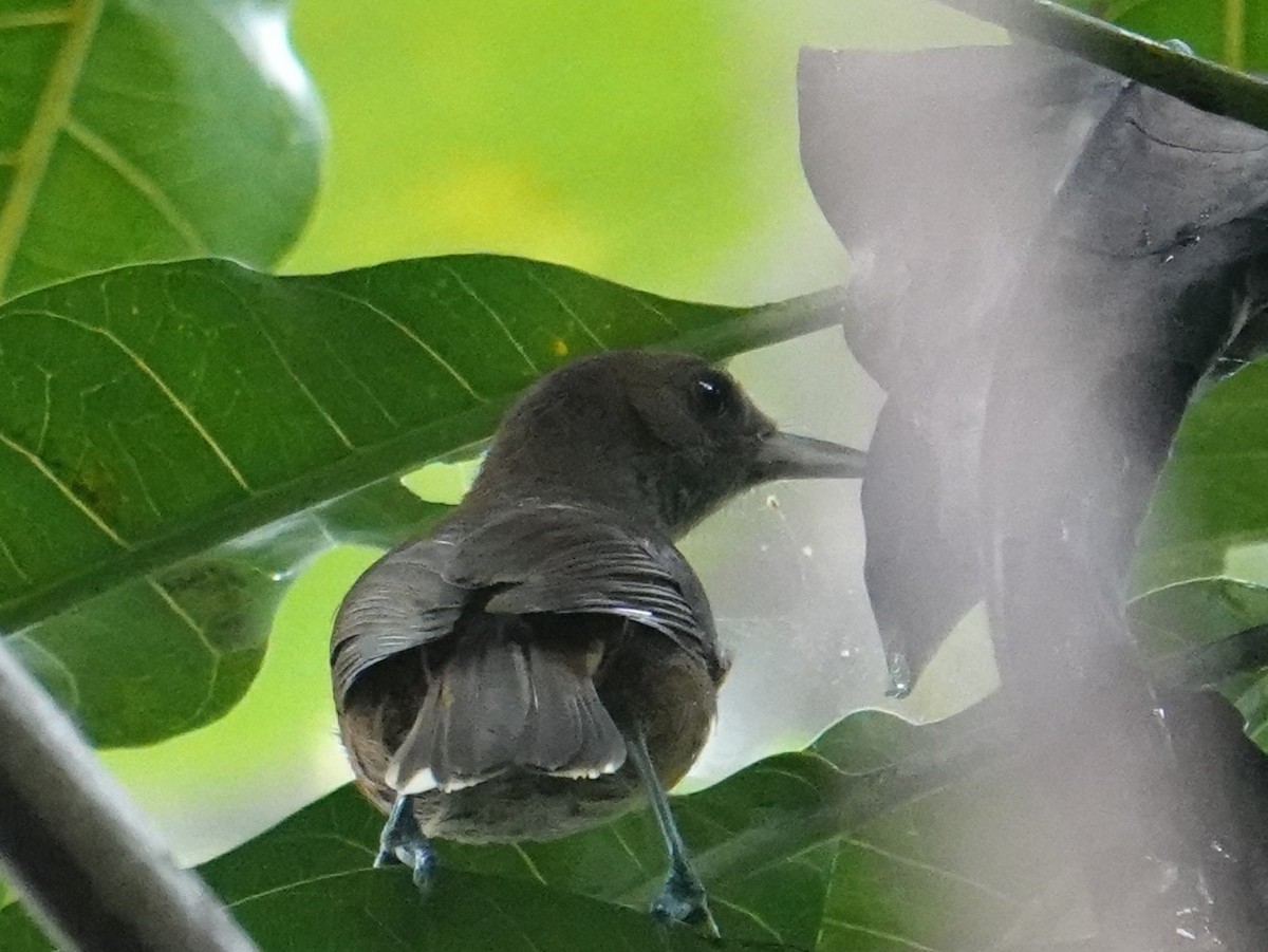 Black-throated Shrikebill - Steve Kornfeld