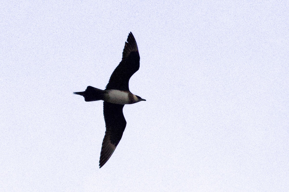 Parasitic Jaeger - ML622798700