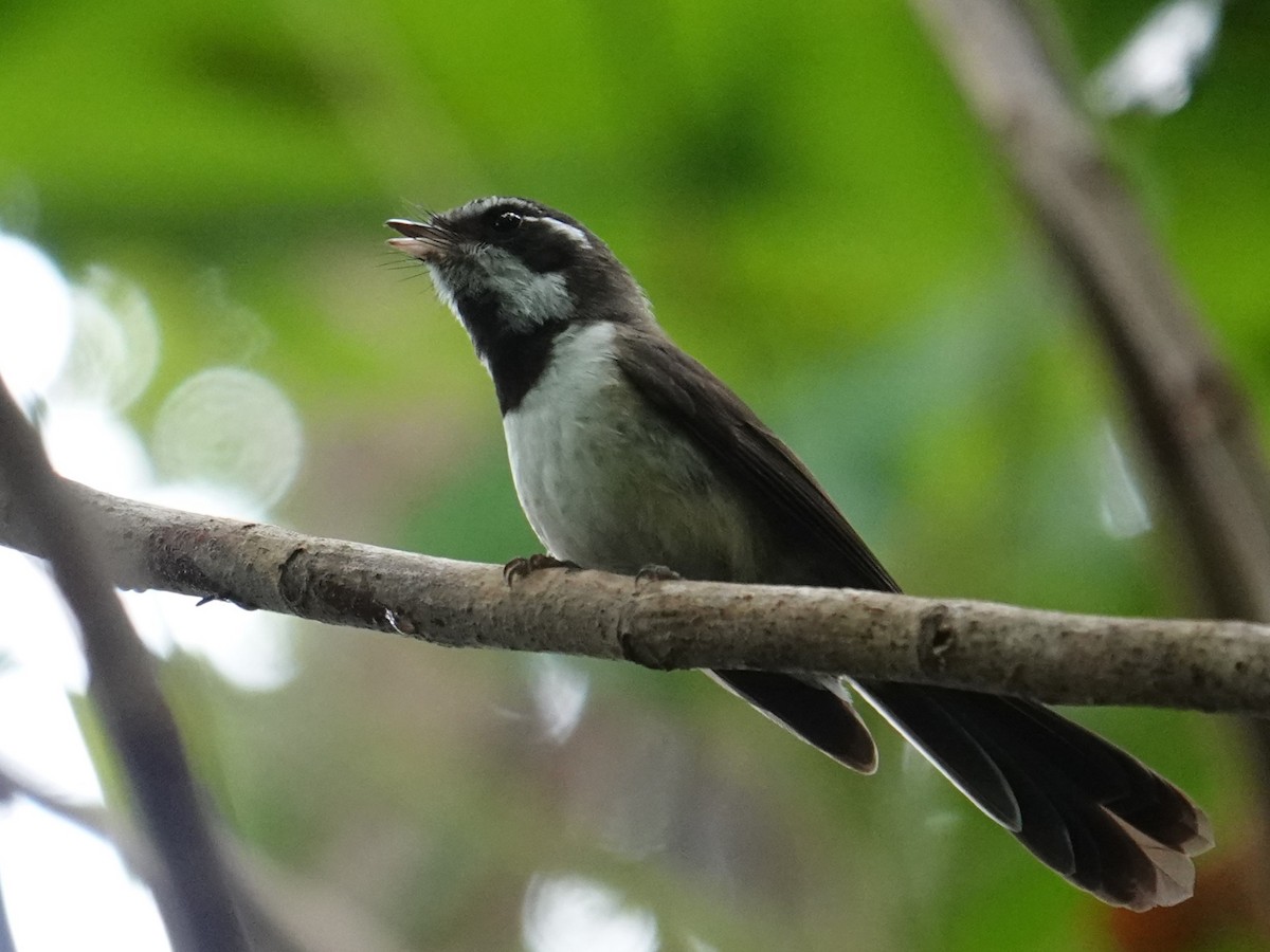 Kadavu Fantail - ML622798703