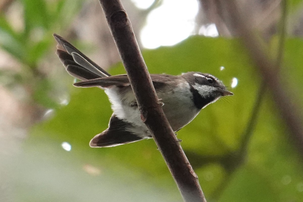 Kadavu Fantail - ML622798704