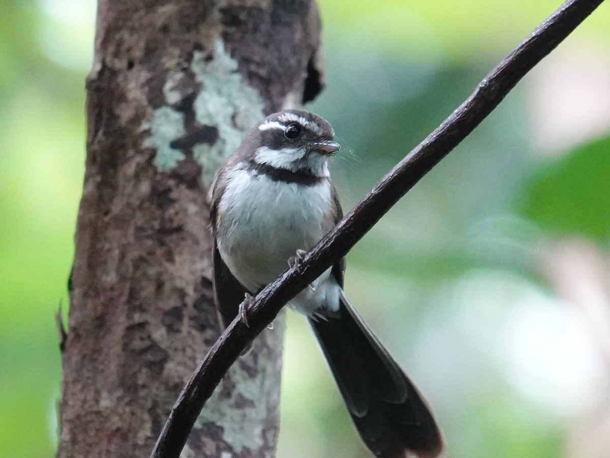 Kadavu Fantail - ML622798705