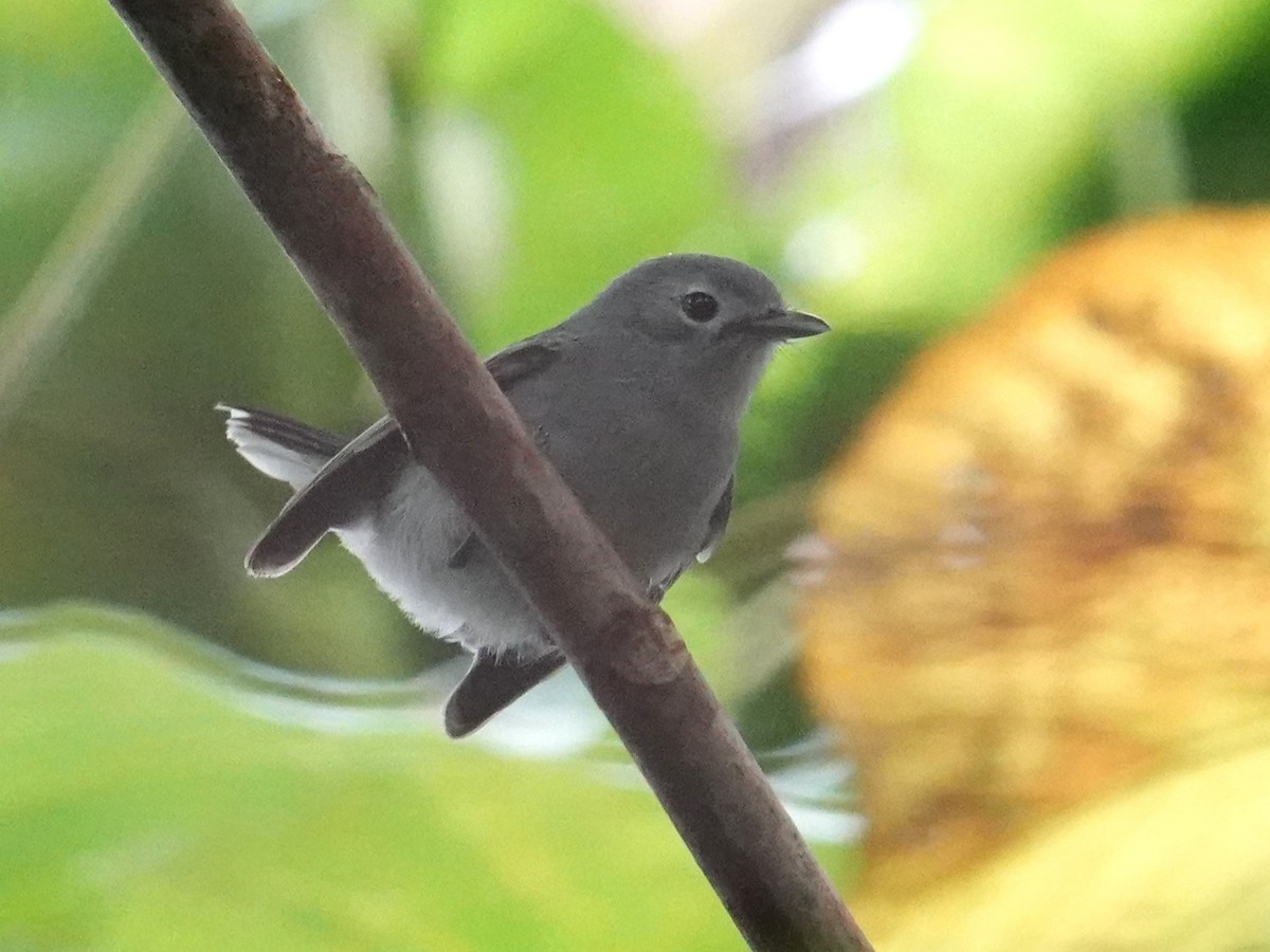 Slaty Monarch - Steve Kornfeld