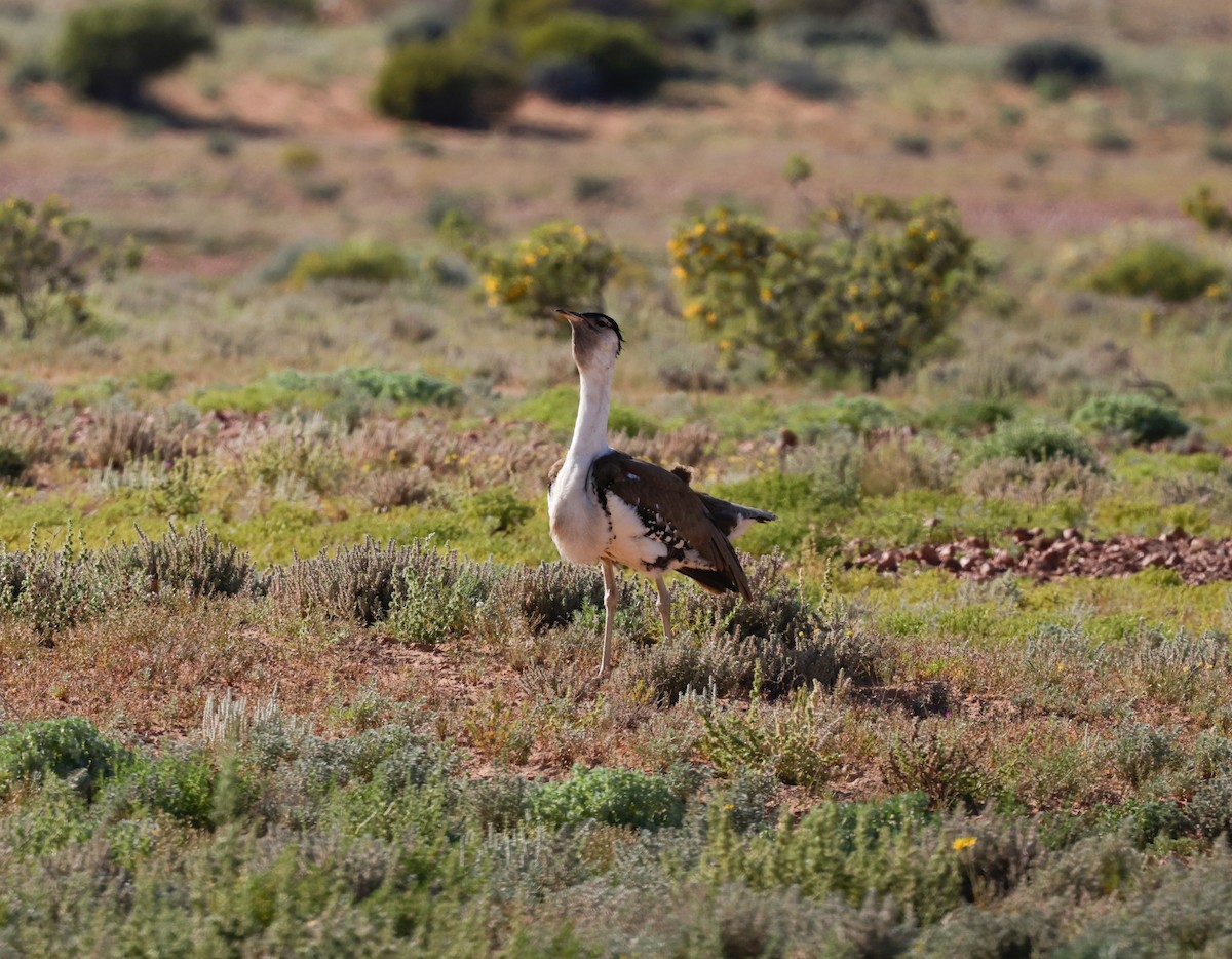 Australian Bustard - Cheryl McIntyre