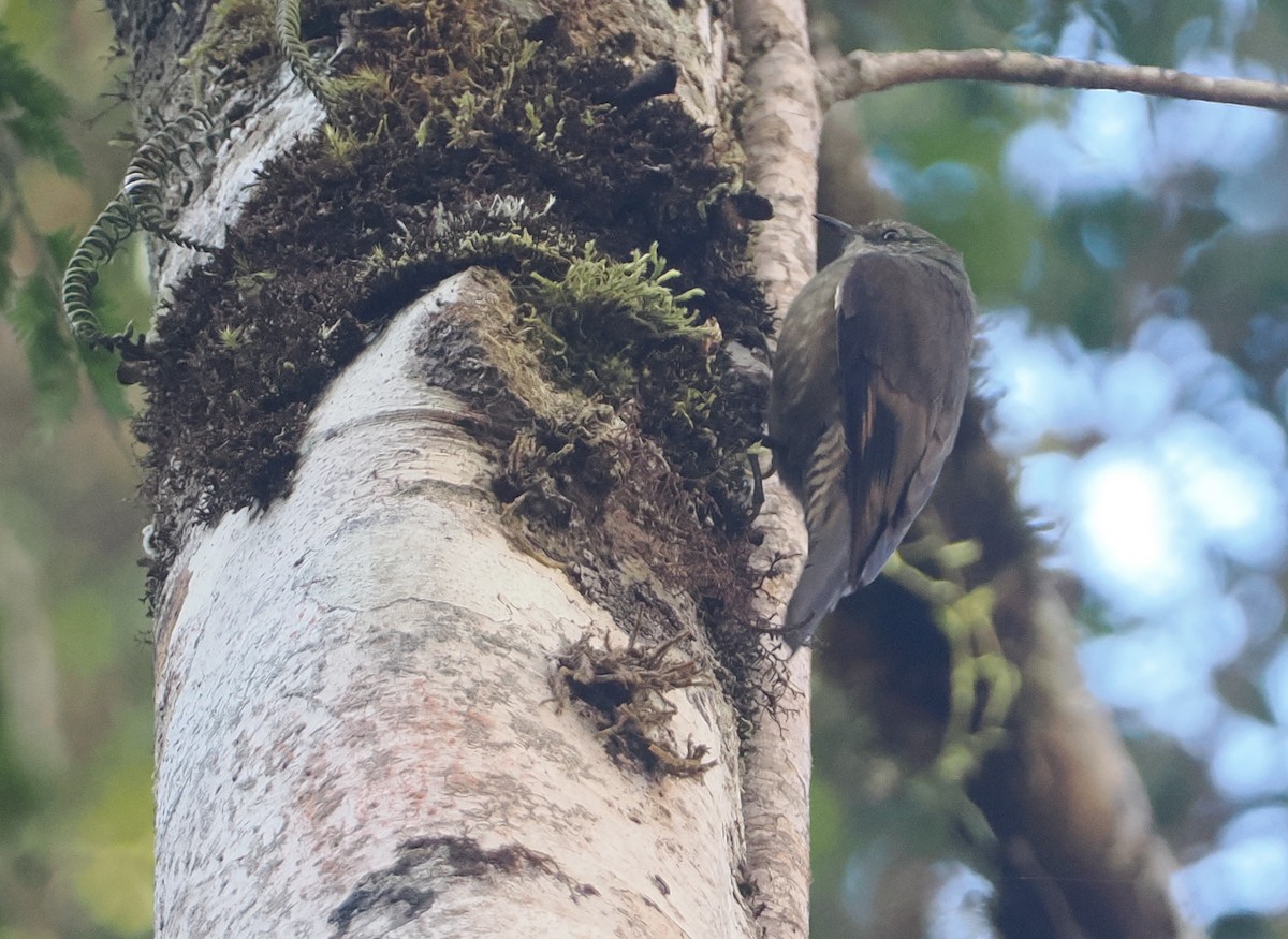 Papuan Treecreeper - ML622798716
