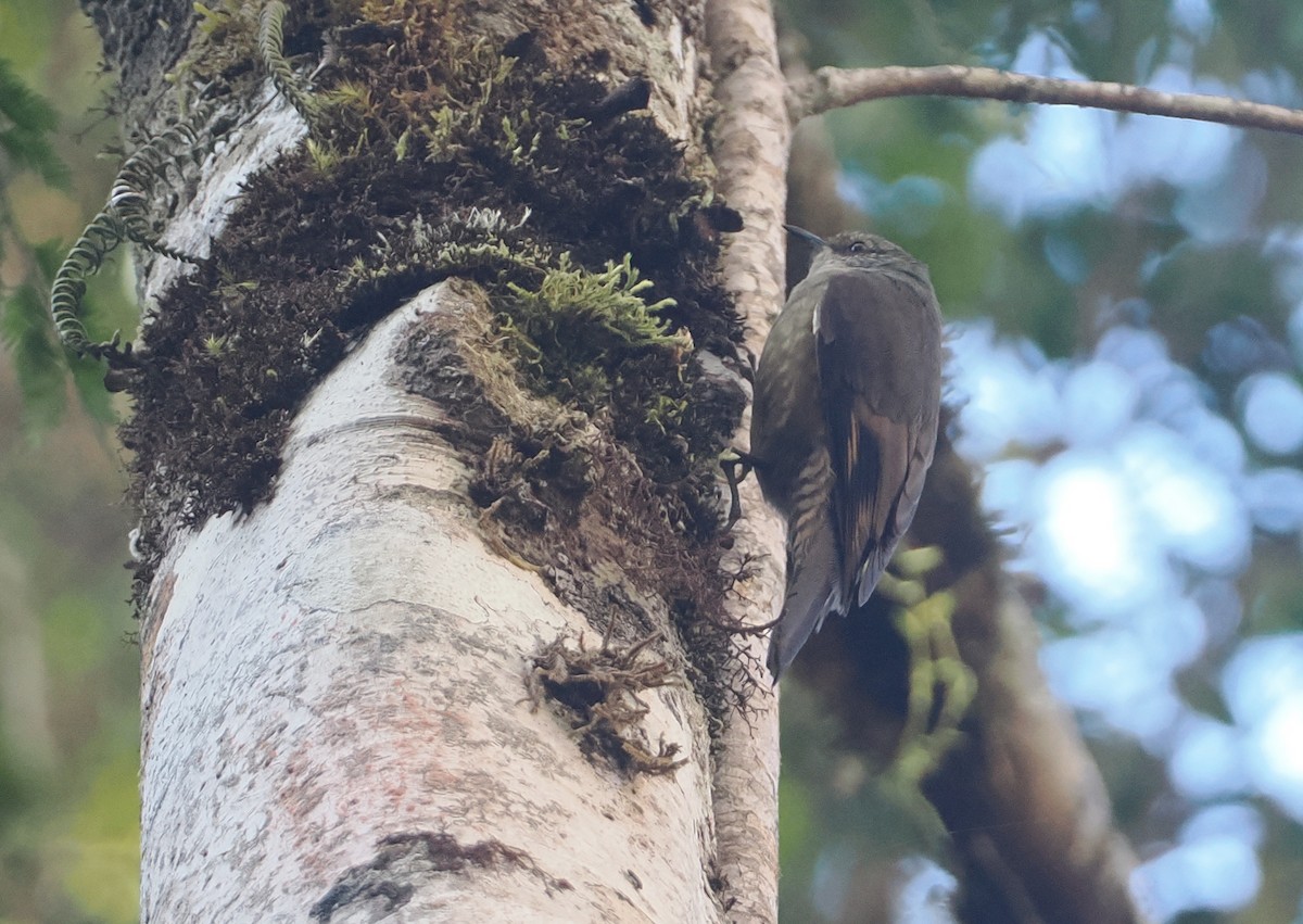 Papuan Treecreeper - Stephan Lorenz