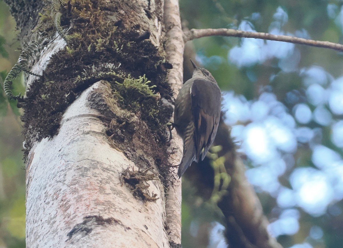 Papuan Treecreeper - ML622798723