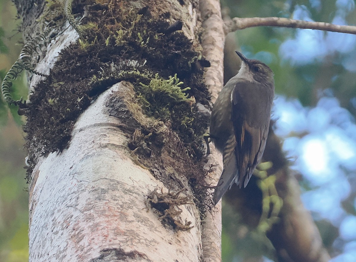 Papuan Treecreeper - ML622798724
