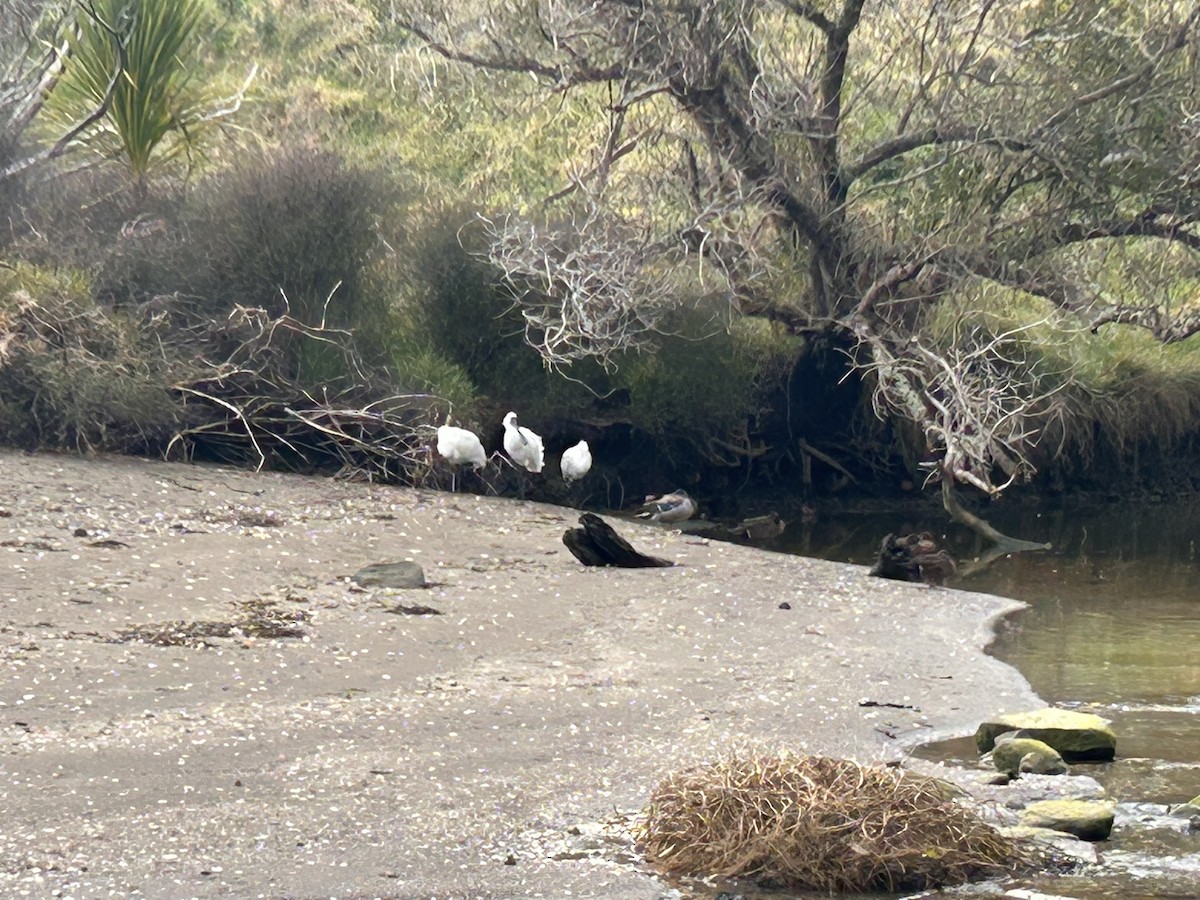 Royal Spoonbill - Trina Smith