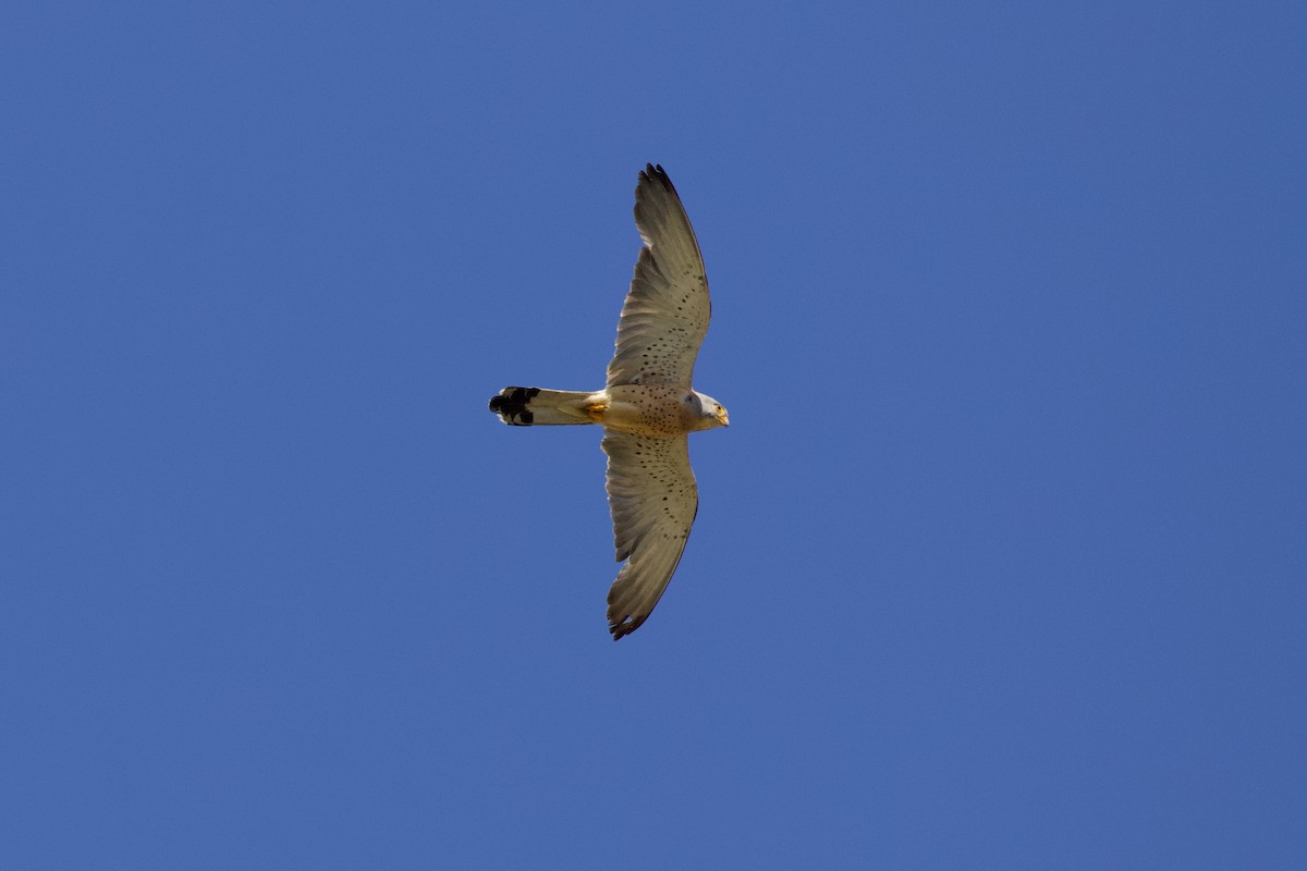 Lesser Kestrel - Dorna Mojab