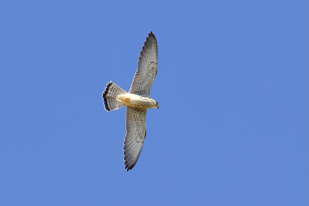 Lesser Kestrel - Dorna Mojab