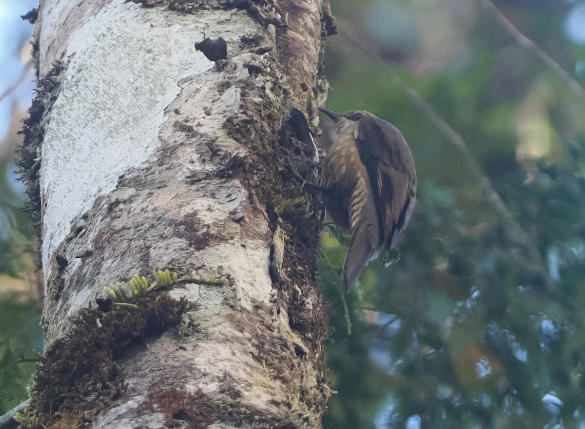 Papuan Treecreeper - ML622798754