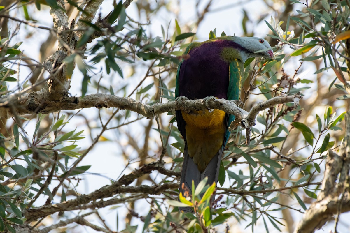 Wompoo Fruit-Dove - Gordon Arthur