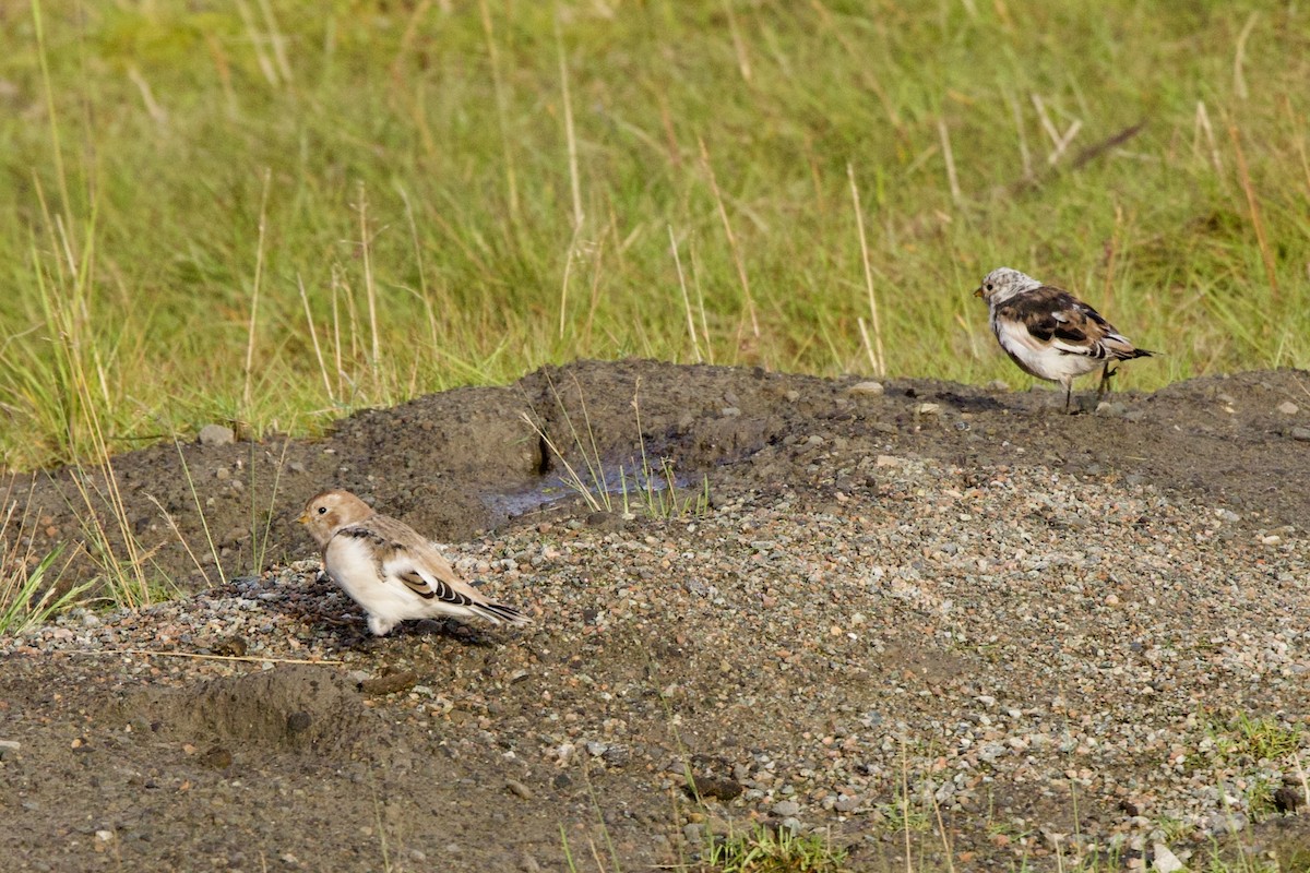 Snow Bunting - ML622798768