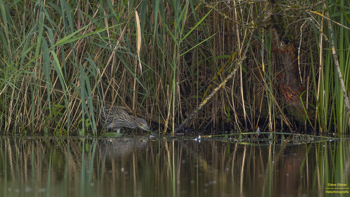 Black-crowned Night Heron - ML622798779