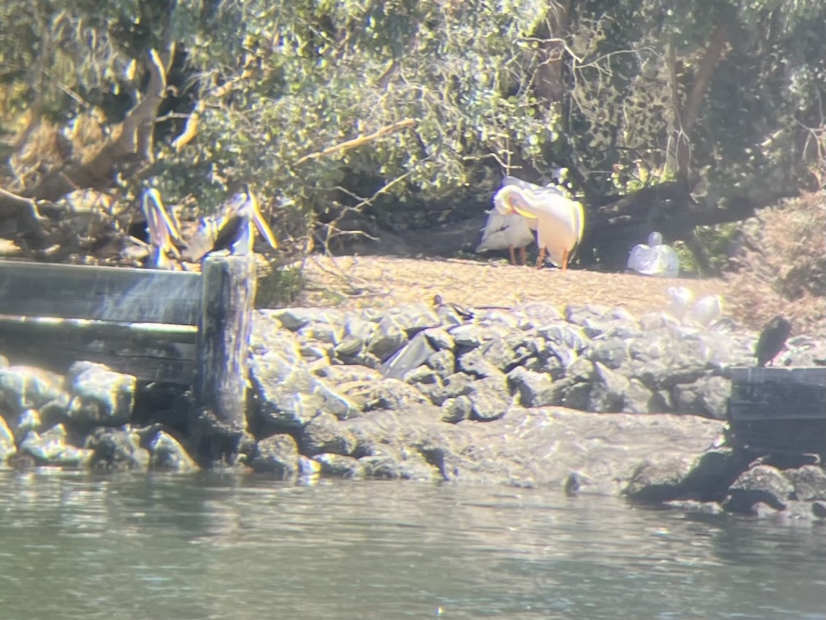 American White Pelican - Lyla Arum