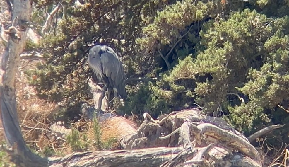 Great Blue Heron - Lyla Arum