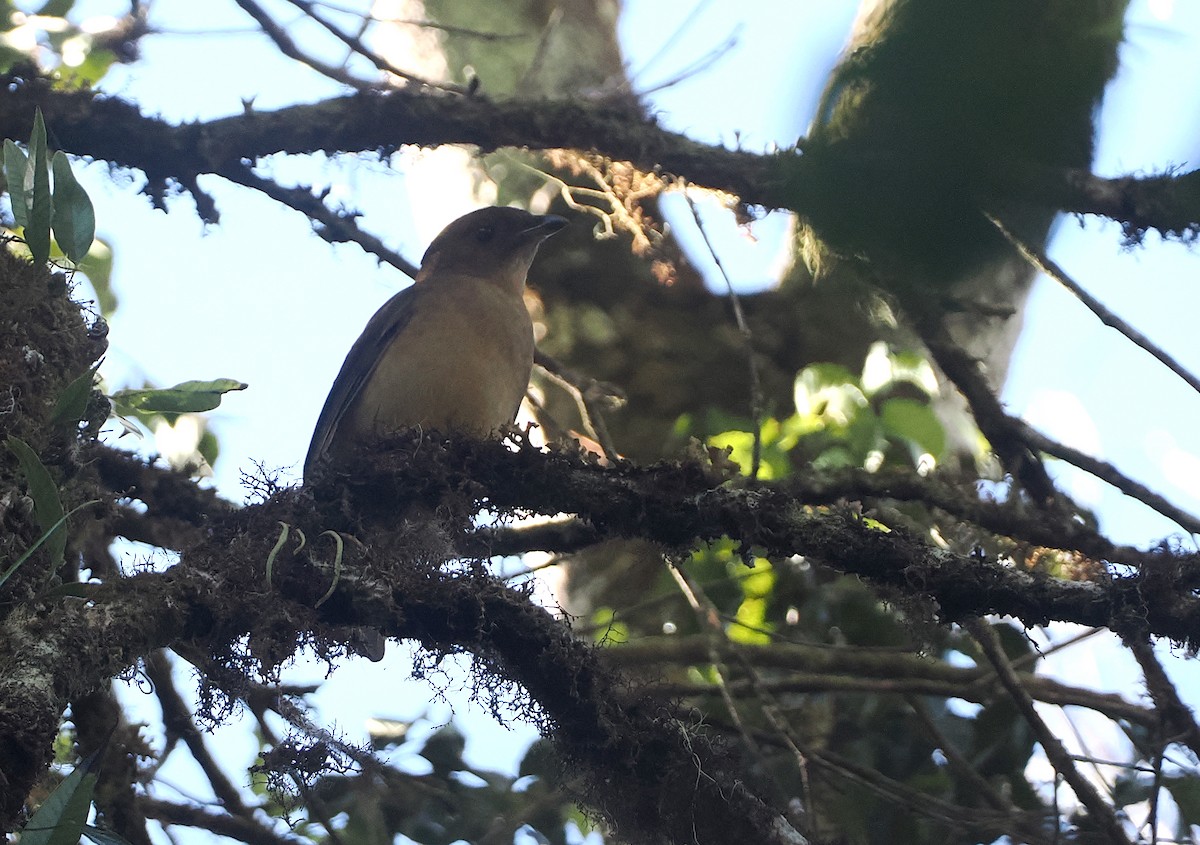 MacGregor's Bowerbird - Stephan Lorenz