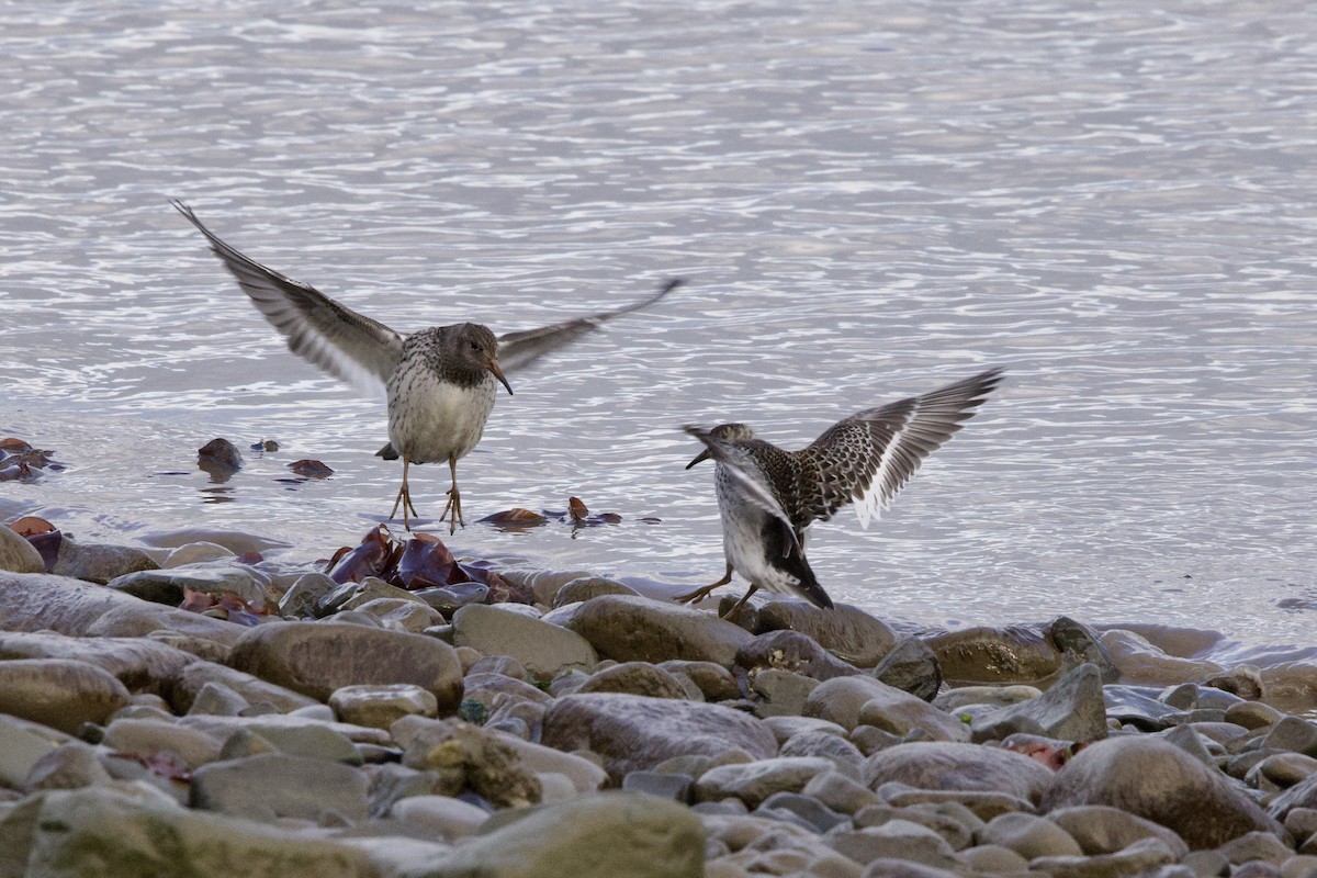 Purple Sandpiper - ML622798820