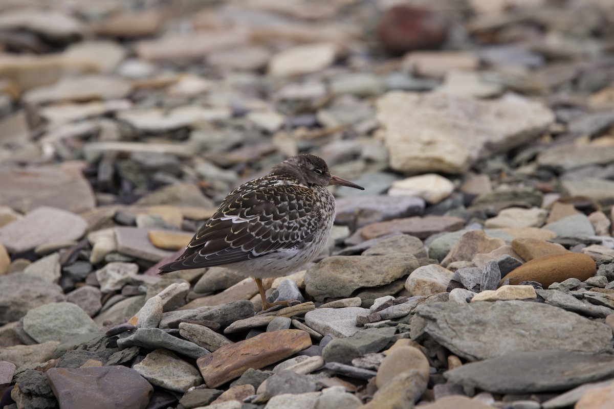 Purple Sandpiper - John Bruin