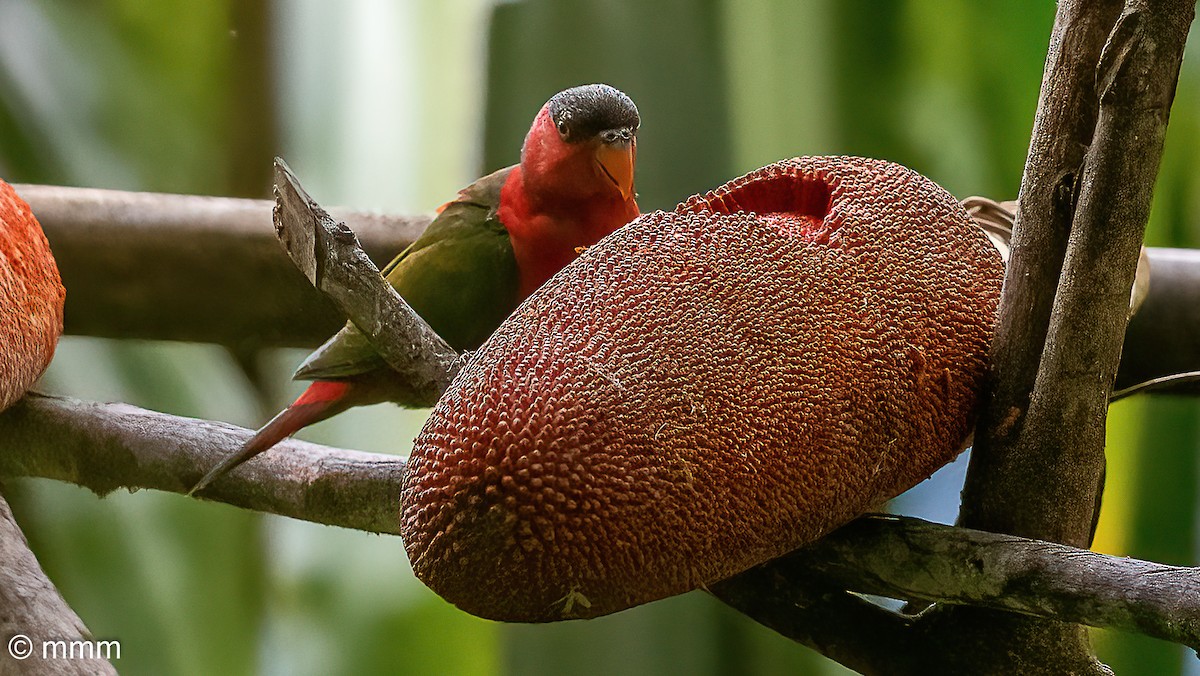 Black-capped Lory - ML622798845