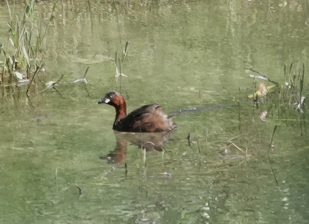 Little Grebe - Lauren Wiegel