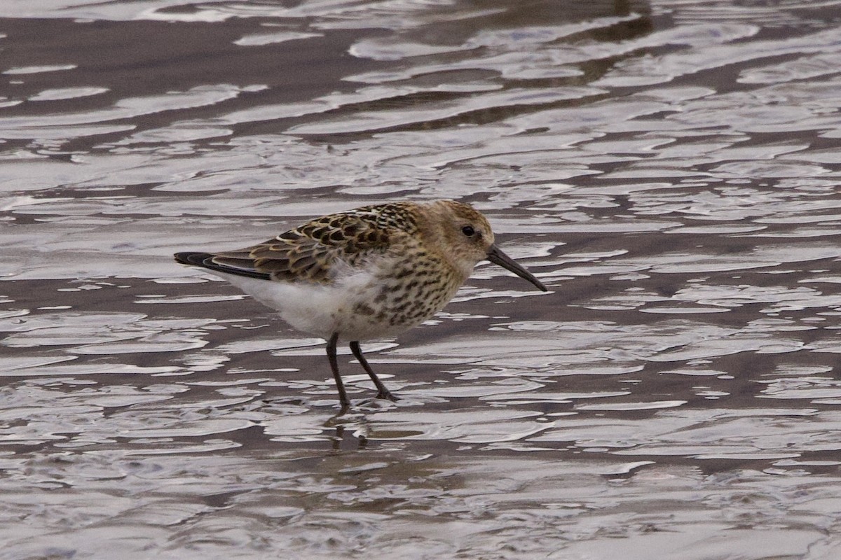 Dunlin - ML622798856