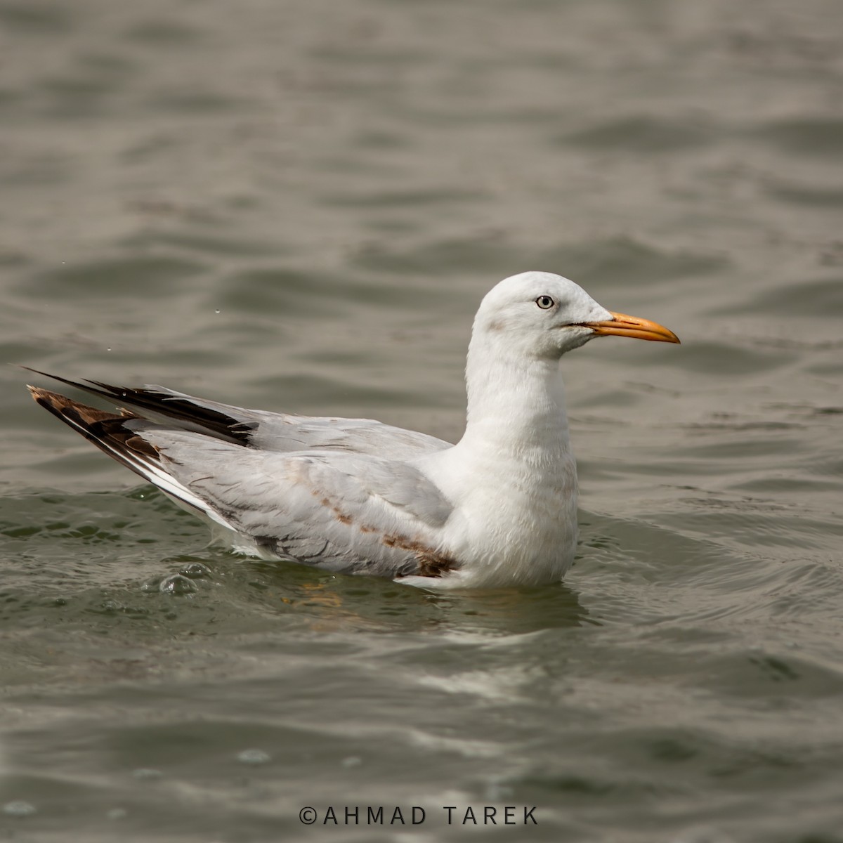 Slender-billed Gull - Ahmad Tarek