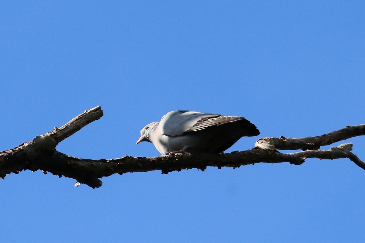 Stock Dove - Tetiana Lavynska