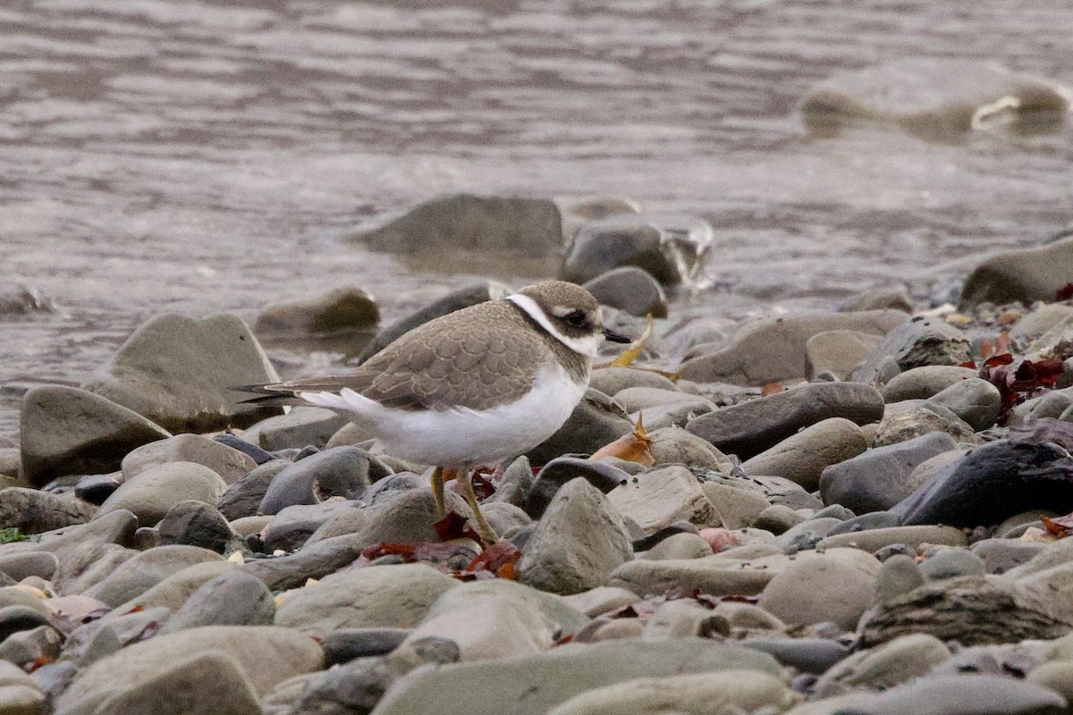 Common Ringed Plover - ML622798879